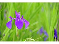 ���琼�r�̃J�L�c�o�^�Q���̎ʐ^1