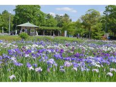 �������V���n�̃n�i�V���E�u�̎ʐ^1