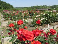 ���a�w���̃o���̎ʐ^1