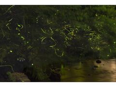 �Ȃ΂Ȃ̗��@�z�^���܂�̎ʐ^1