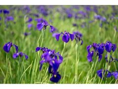 �֋{�̃n�i�V���E�u�Q���̎ʐ^1