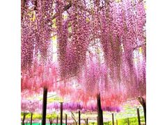 �����͂�̗��`�����ς̂ӂ邳�Ɓ`�u���܂�v�̎ʐ^1