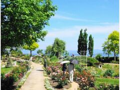 �т�Α�Êف@�t�̃��[�Y�t�F�X�^�̎ʐ^1