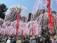 ��R���Ձi�z�C�m�{���j�̎ʐ^1