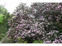 �V�R�L�O���u���|�J�ق񂵂Ⴍ�Ȃ��Q���v�̎ʐ^1