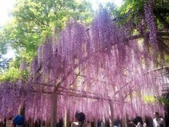 �O��_�Ђ̓��̎ʐ^1