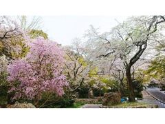 ���������̍��̎ʐ^1