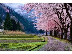 ���؂̍��̎ʐ^1