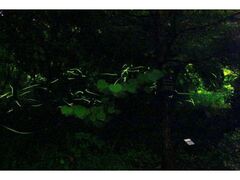 �u�i�C�^�[�J���̎ʐ^1