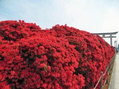 �����V���{�̃L���V�}�c�c�W�̎ʐ^1