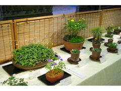 �R���쑐�W�̎ʐ^1