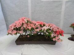 �ԋG�����W�̎ʐ^1