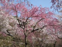 �������̍��̎ʐ^1