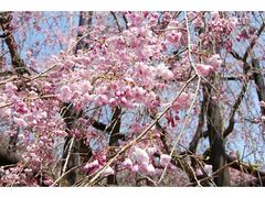 �������̍��̎ʐ^1