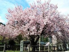 ���c�S�N���܂�̎ʐ^1