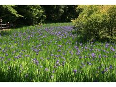 ��c�_�Ђ̃J�L�c�o�^�Q���̎ʐ^1