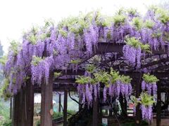 �˃m�_�̓������@���̊J�Ԃ̎ʐ^1