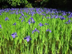 �^�@���@���m�V�匠���@��J���̎ʐ^1