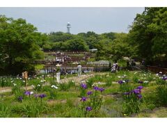 �R�c�r�����@�Ԃ��傤�ԉ��J���̎ʐ^1