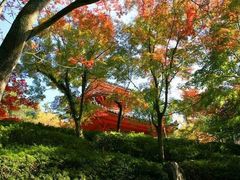 たるちゃんさんの三滝寺の紅葉への投稿写真1