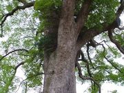 �Ă������p�p����̒Í]�_�Ђ̏��̓��e�ʐ^1