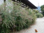 �Ă������p�p����̐V��t���̔��̓��e�ʐ^1