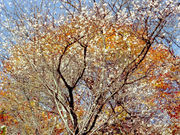 񂿂񂳂̍R̓~̓eʐ^1