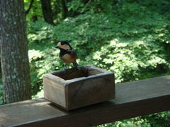 �q���[�Y����̐X�̋i�����@���݂�ւ̓��e�ʐ^1