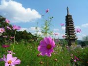 ̂(@*L`)̔ʎ᎛̃RXX̓eʐ^1