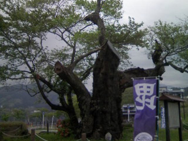 �������ח��S����̌��M�̂��������̓��e�ʐ^1