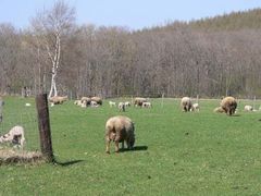 ݂YORKSHIRE@FARMւ̓eʐ^1