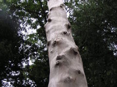 FOREST����̐z�K��Љ��ЏH�{�ւ̓��e�ʐ^1