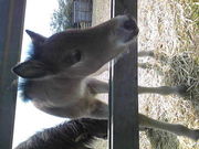 nDȗl̗^ߍnӂꂠq̓eʐ^1