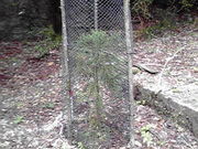 ݂񂮂݂₿搶̉vRXM̓eʐ^1