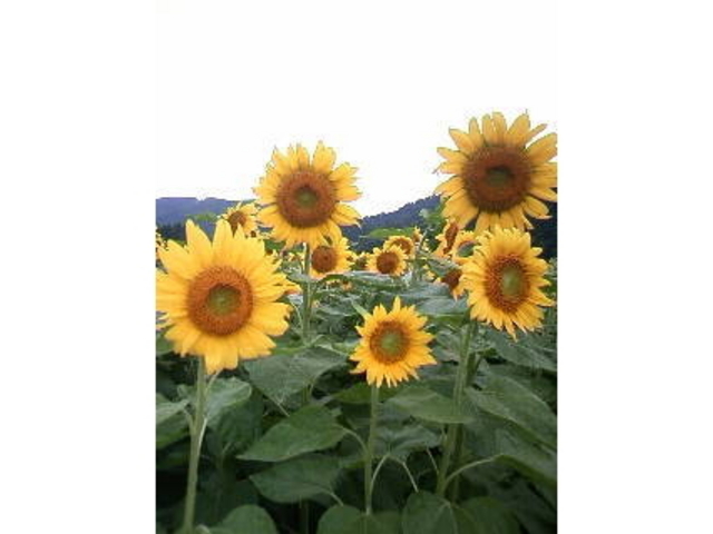 ����Ђ܂�蔨