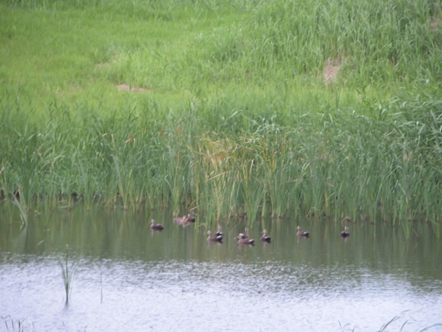 �C���o�[�h�p�[�N�i�x�R�V�`�ՊC�쒹���j