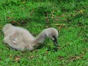 񂯂񂳂̐gΗV̓eʐ^1