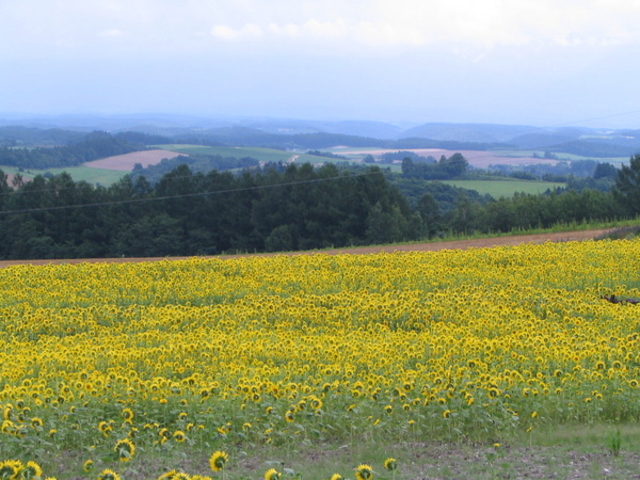 �[�R���̃��x���_�[