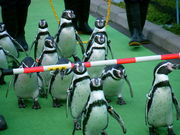 or݂̎Ȃ̐فisفj̓eʐ^1