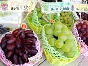 SC̘a@c@C[ht@[̓eʐ^1