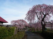 ��������̒������̂�������̓��e�ʐ^1