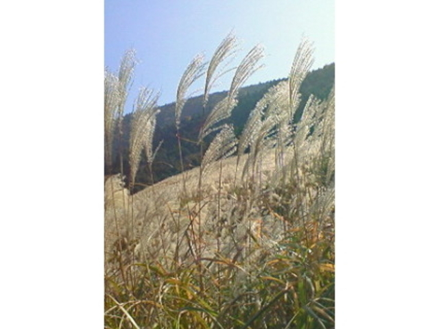 ��Ό�����