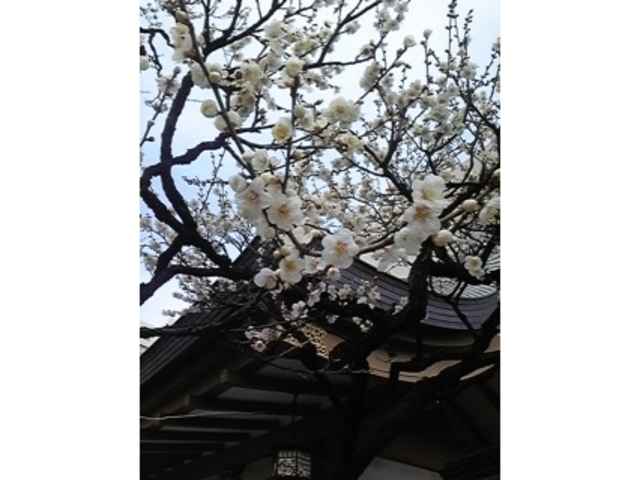 �����V���{