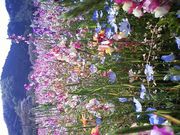 ��and������̓c��ڂ��������Ԕ��̓��e�ʐ^1