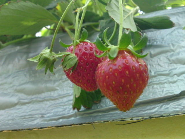 �@���΂Ԃǂ����