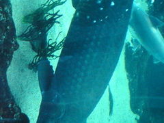 Ƃ̓Ȗ،Ȃ퐅Vւ̓eʐ^1