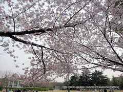 とらうてすはいむさんの鶴舞公園の桜のクチコミ 鶴舞公園の 花まつり の口コミ じゃらんnet