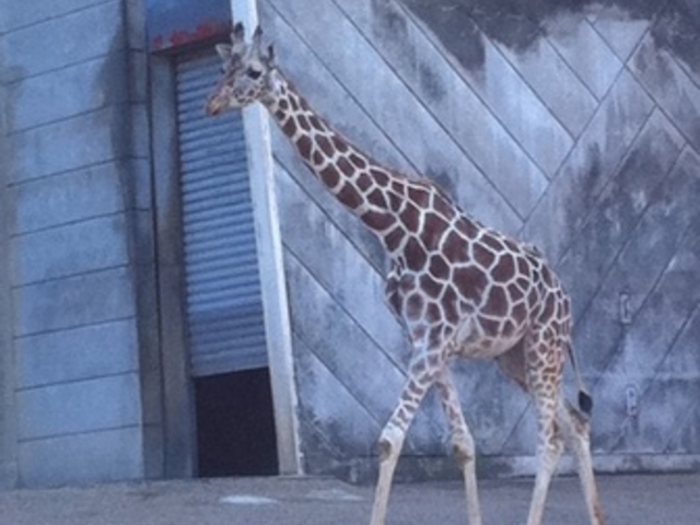 ���R���A����