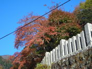 Ƃ̂P̑RP[uJ[̓eʐ^1