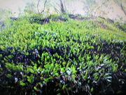 }[̈ɔؓV_̌Q̓eʐ^1